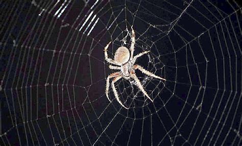 家里有蜘蛛网代表什么 上升雙子長相